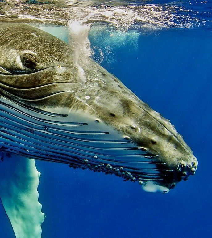 Humpback whale swimming underwater, close-up against a blue ocean background.