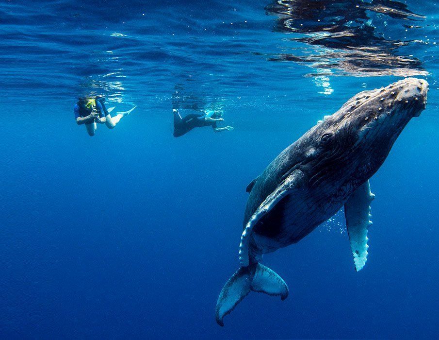 Humpback whale swimming underwater near two snorkelers in a blue ocean