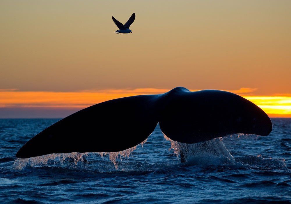whale tail sunset whale tail