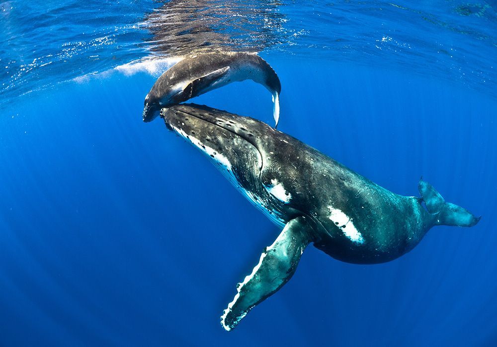 Humpback whale and calf swimming in clear blue ocean, mother with calf at top.