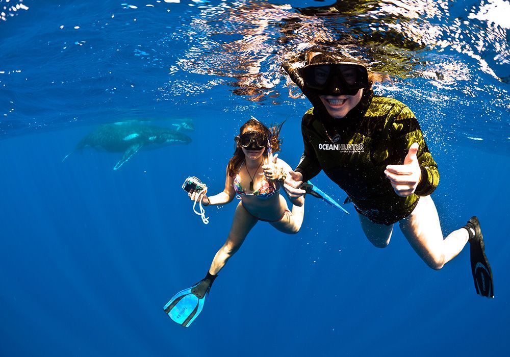 Two snorkelers in ocean, near a whale. One gives thumbs up, smiling.