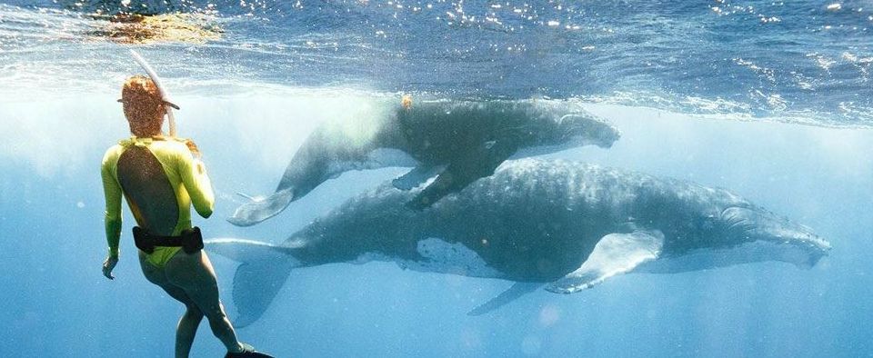 Swimming & Embracing Nature With Whales