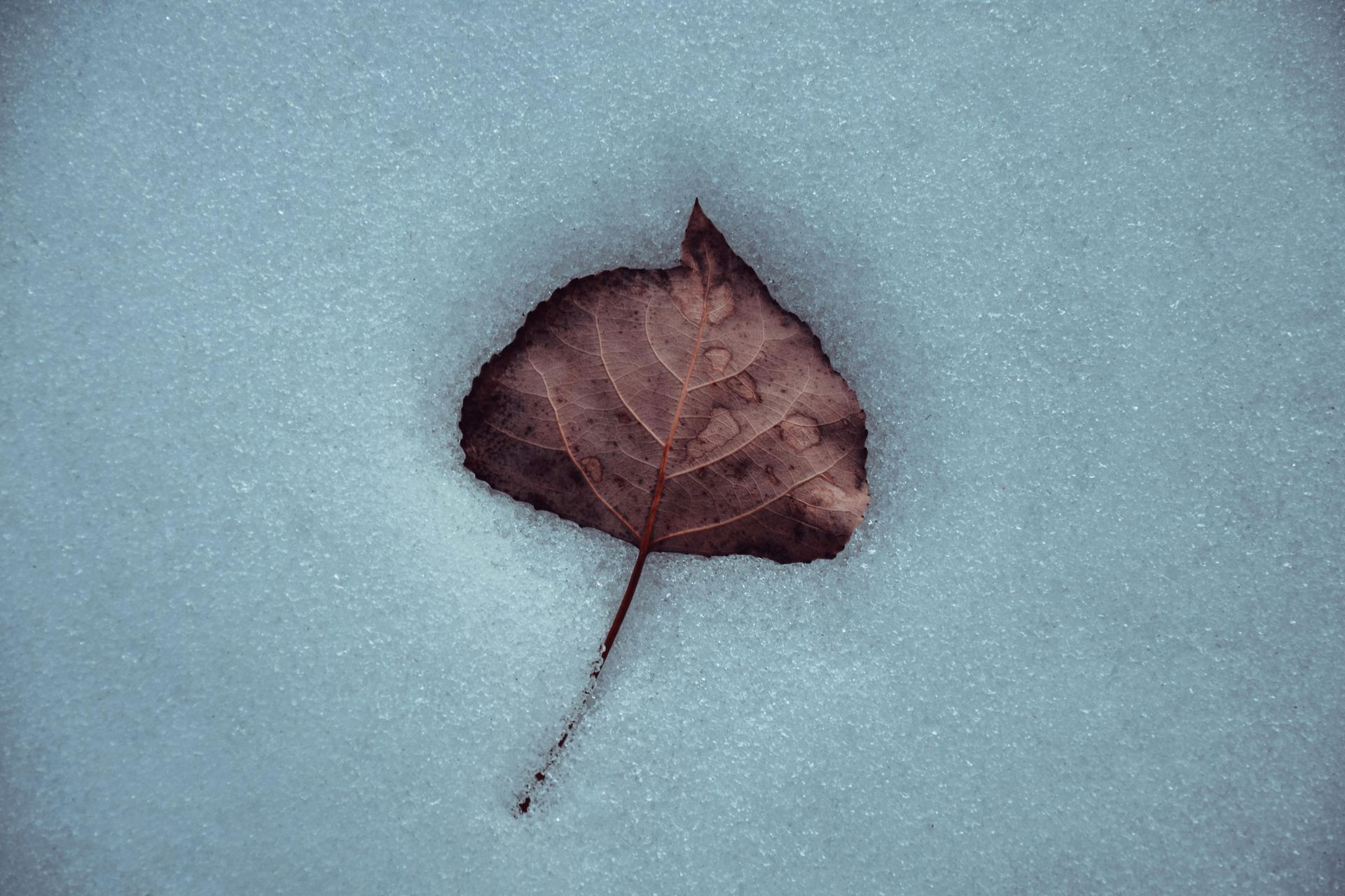 A brown leaf is laying in the snow.