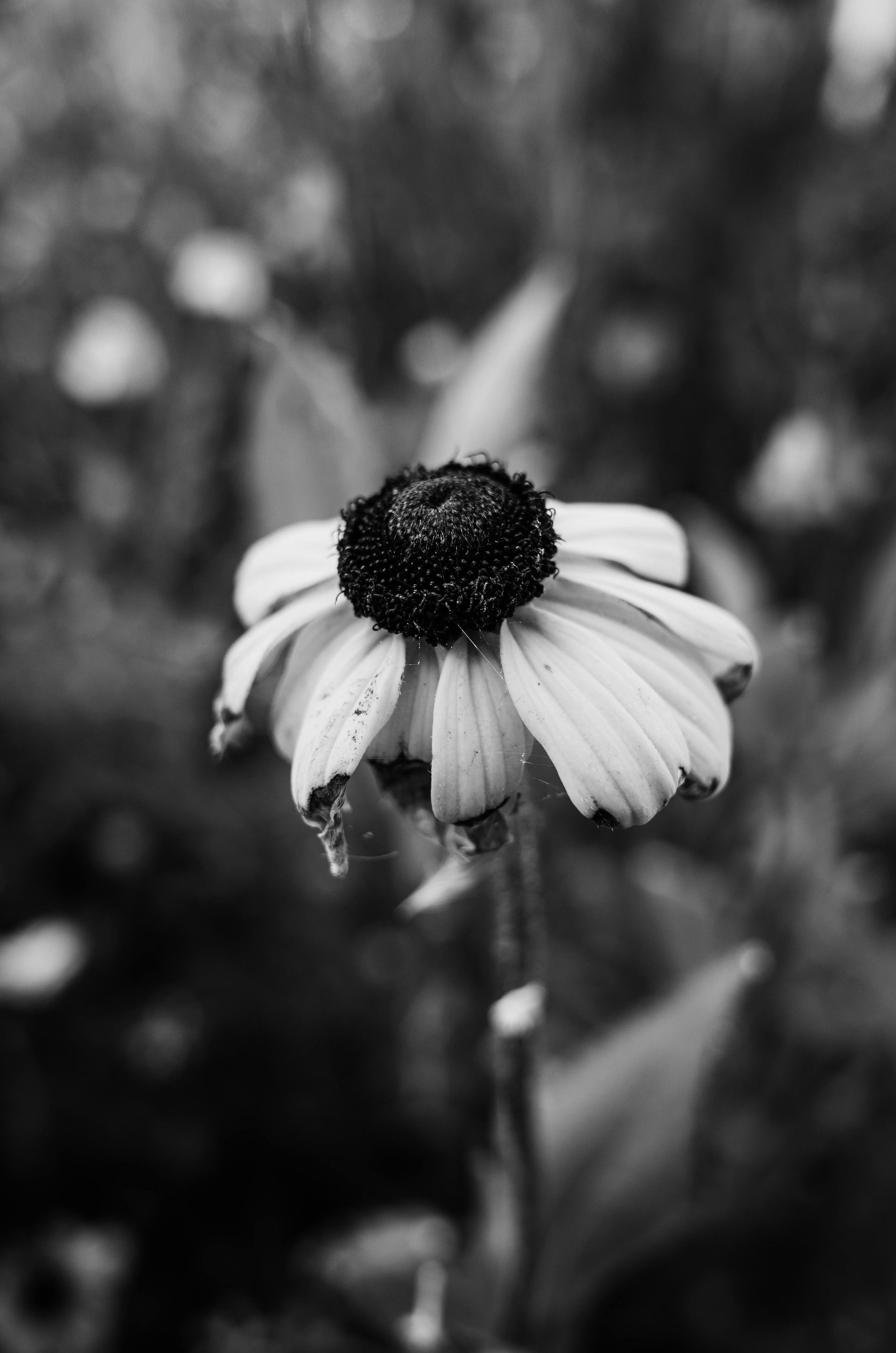 A black and white photo of a flower with a black center.
