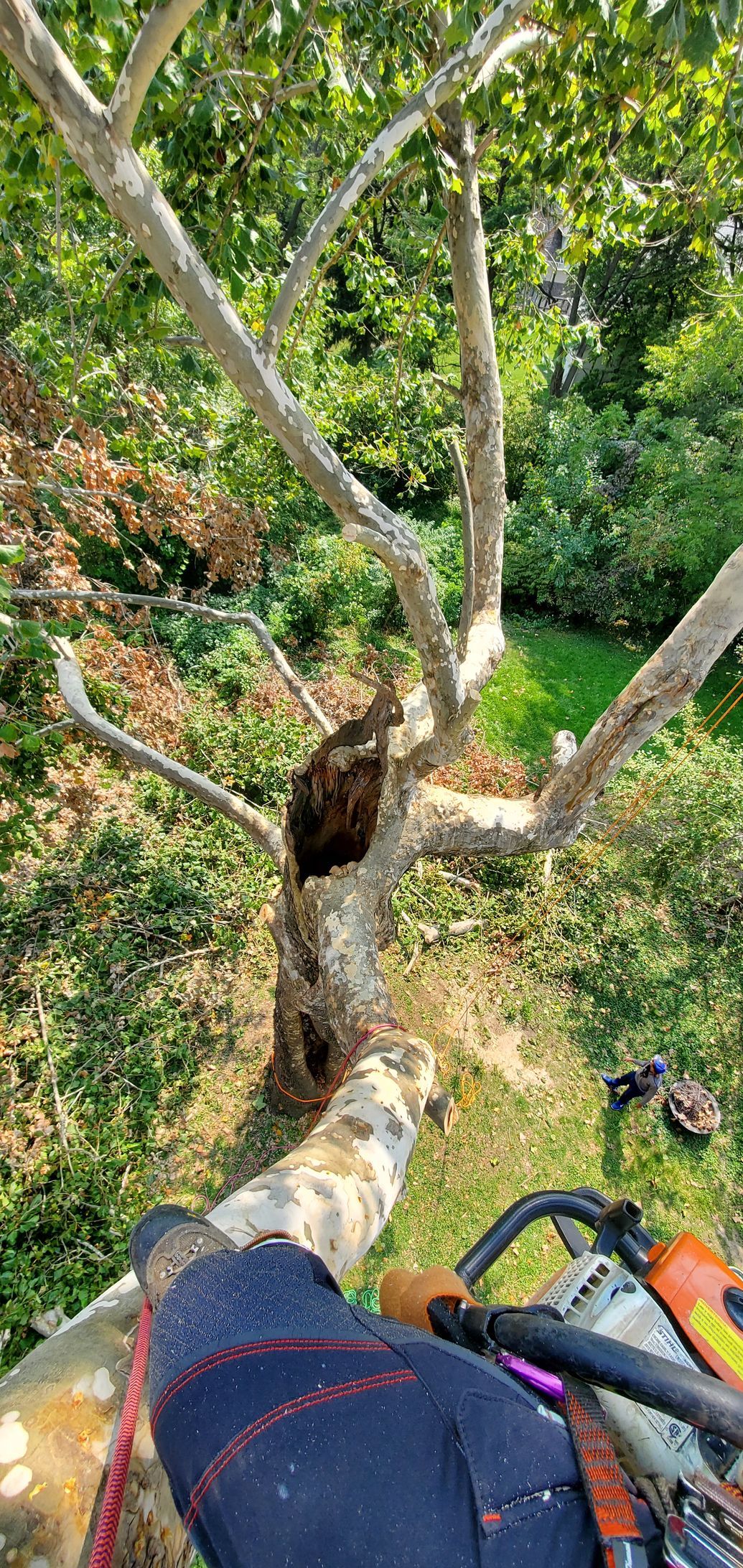 Uprooted fallen tree and broken branches after storm damage, with a worker standing on the trunk