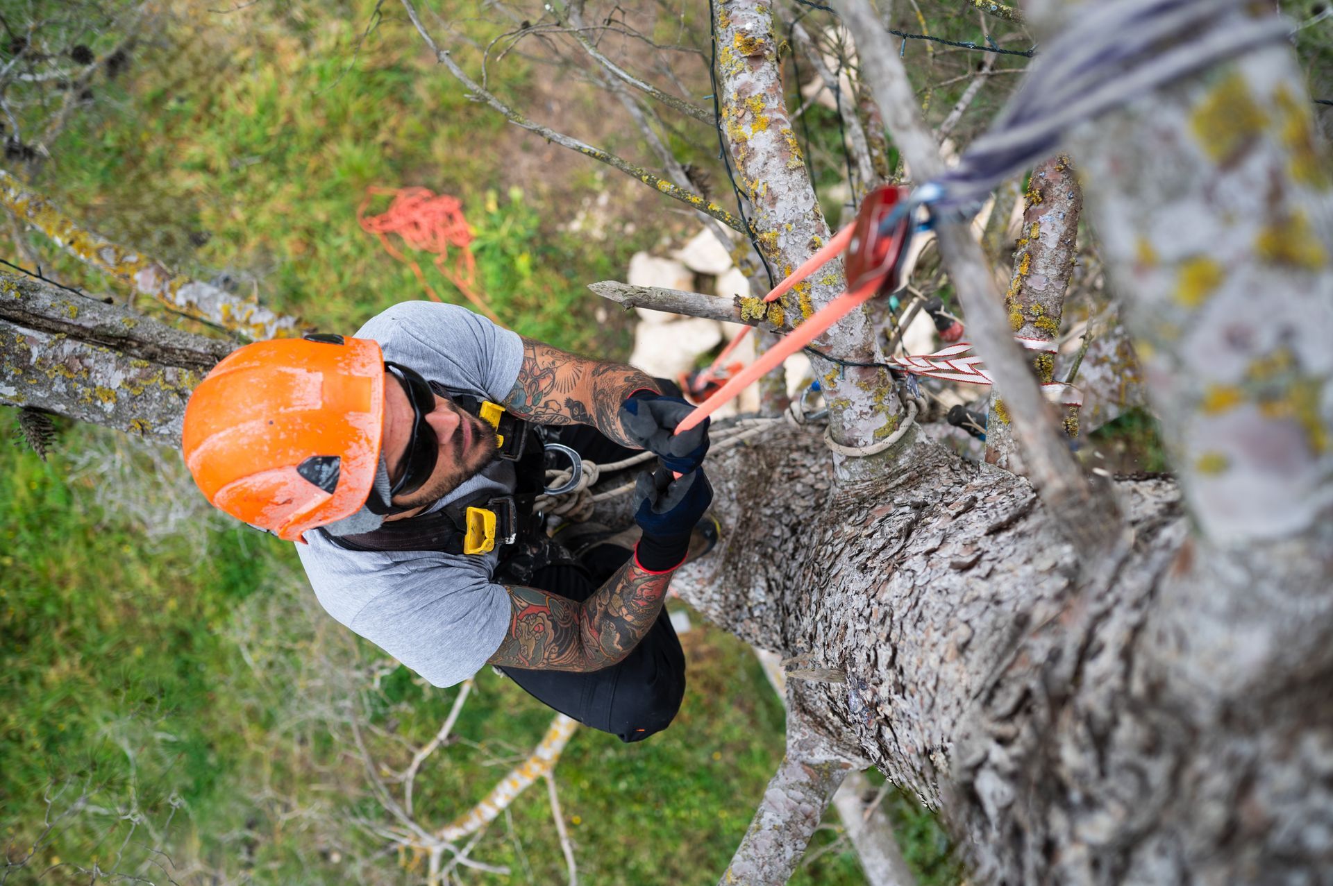Residential Tree Removal