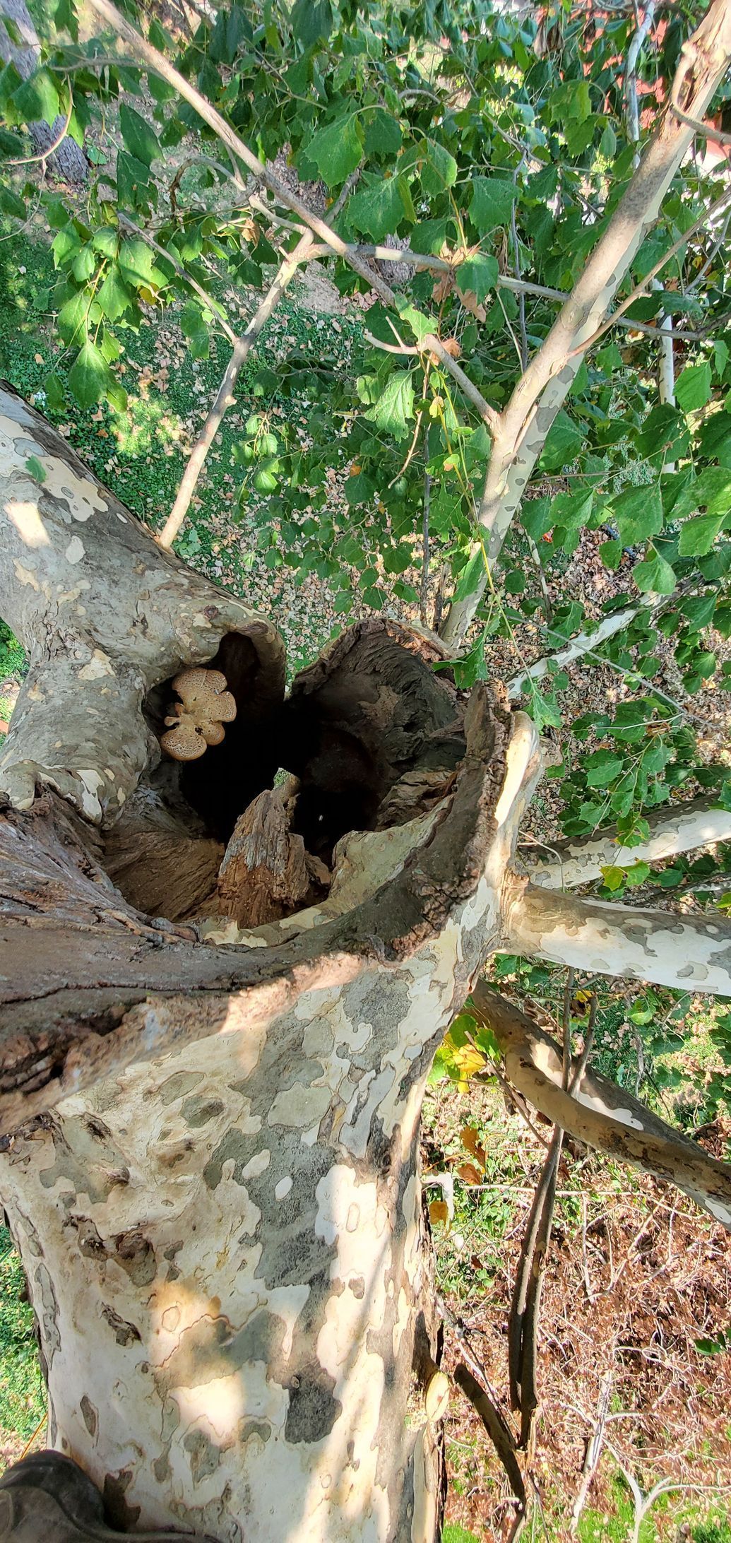 A large tree trunk with a deep hole in it, surrounded by green leaves and branches.