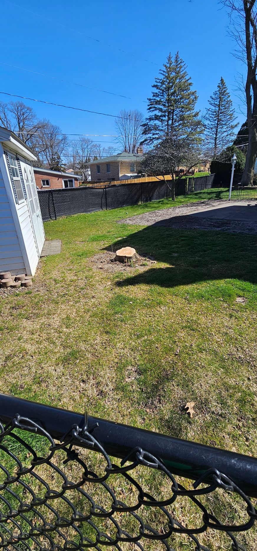 Tree Stump