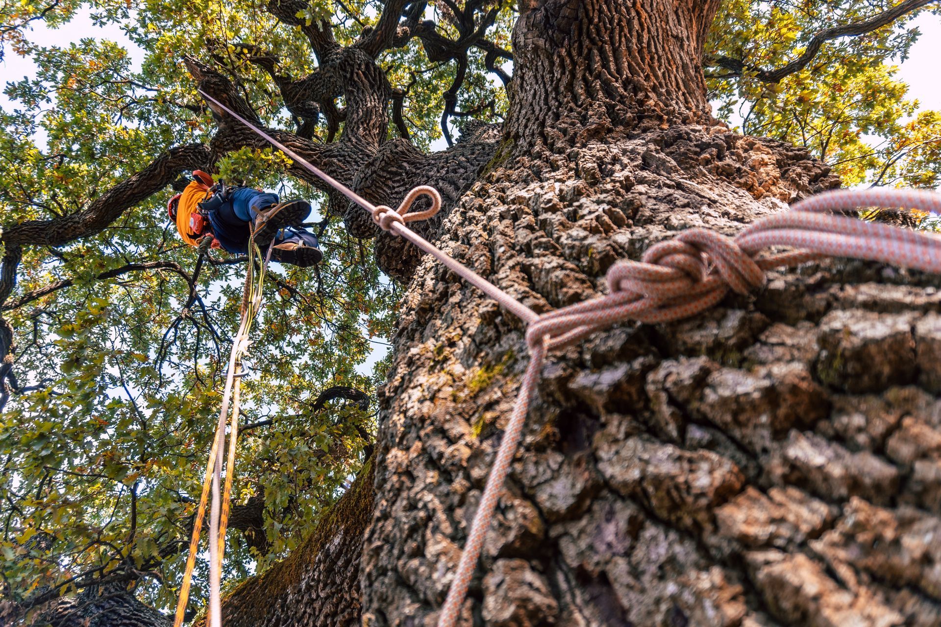 Tree Care