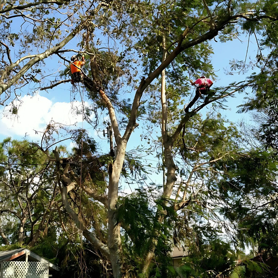 Arborist wearing safety gear using a chainsaw to trim a tree branch near a fence.