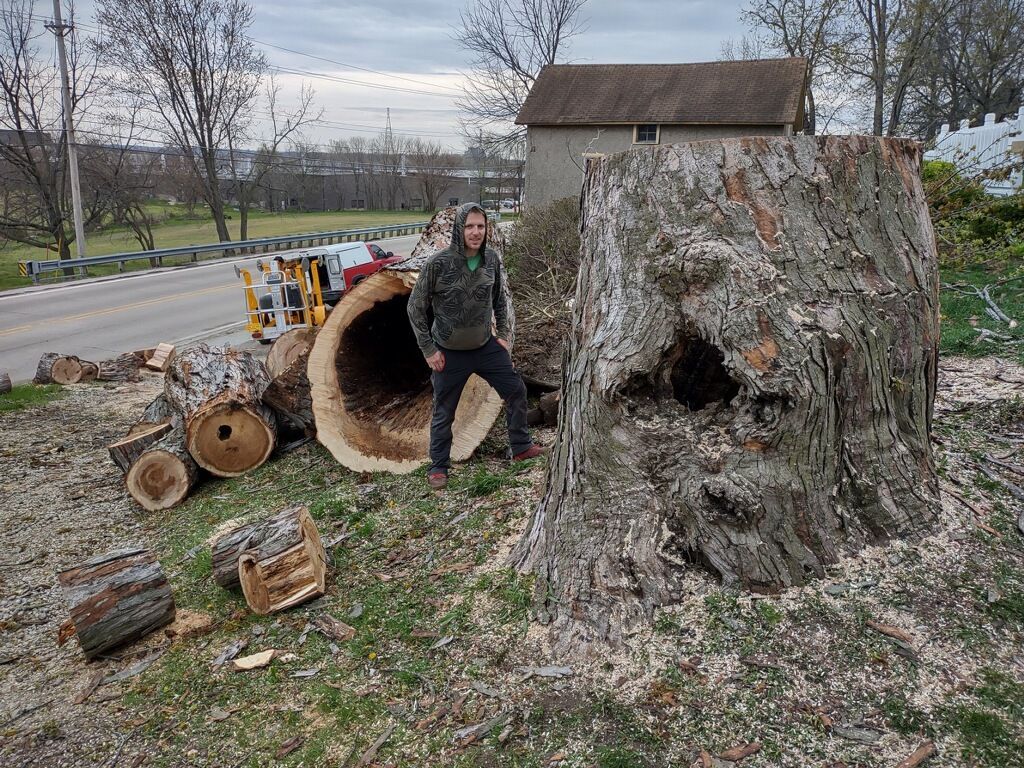 Person standing by huge cut tree trunk and logs beside a rural road, with a large stump in the foreground