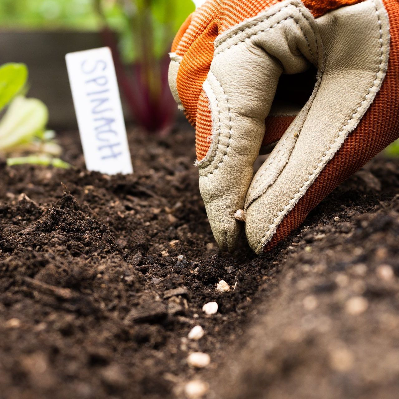 The Spruce How to Direct Sow Garden Seeds