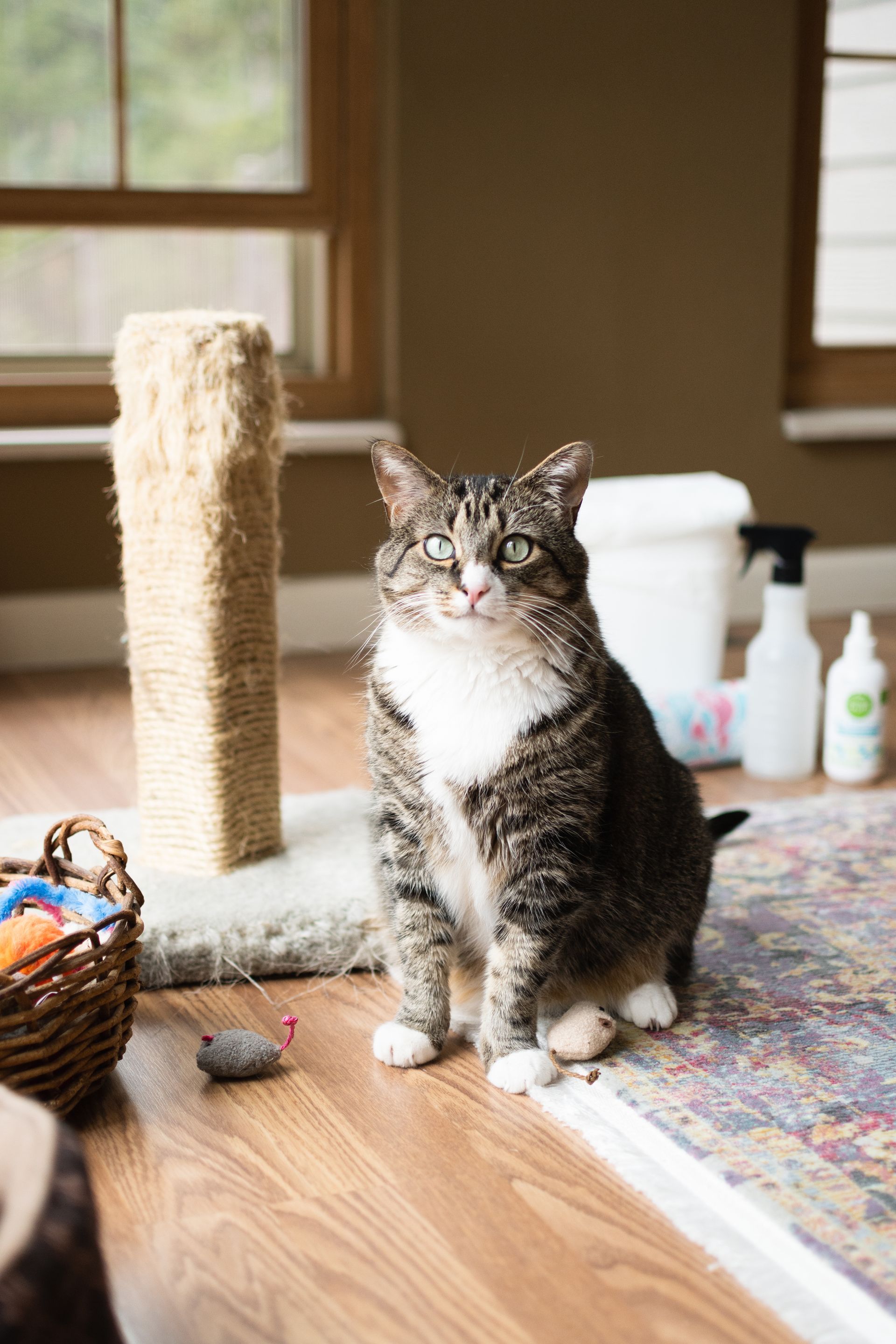 The Spruce Pets How to Keep Your House Clean With Pets