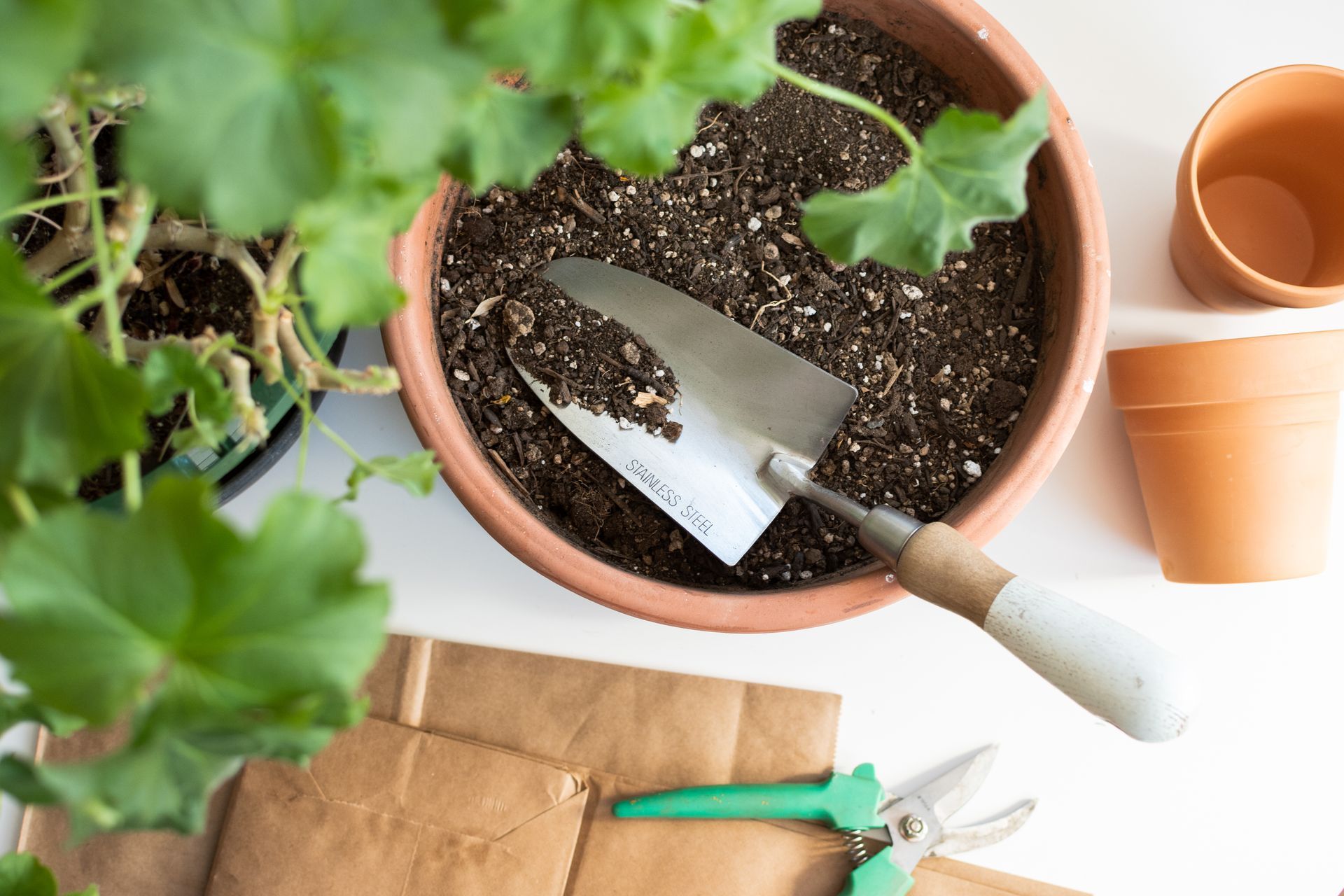 The Spruce Garden How to Overwinter Geraniums