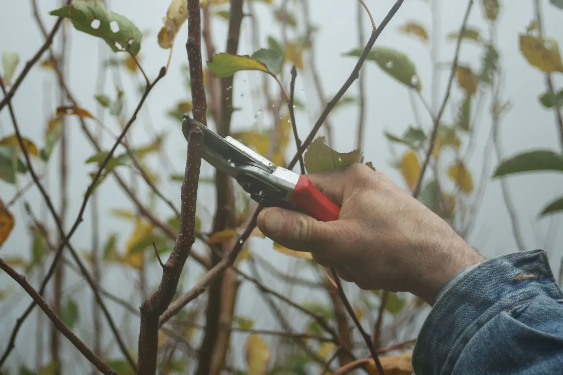 A person is cutting a tree branch with a pair of scissors.