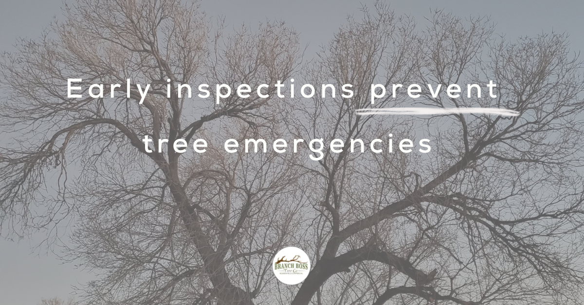 Post-Winter Tree Inspection Burleson TX | Branch Boss Tree Co.