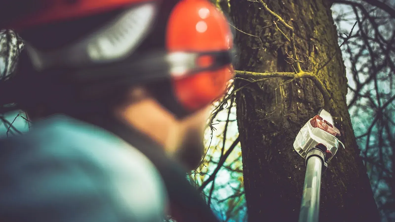 A man wearing ear muffs is cutting a tree with a chainsaw.
