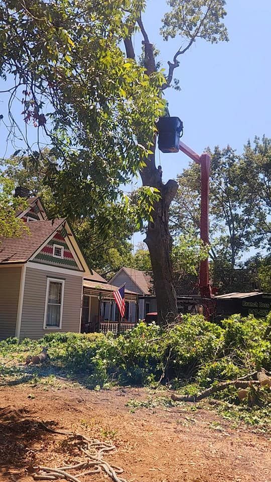 Tree with bucket lift trimming branches near houses and a US flag.