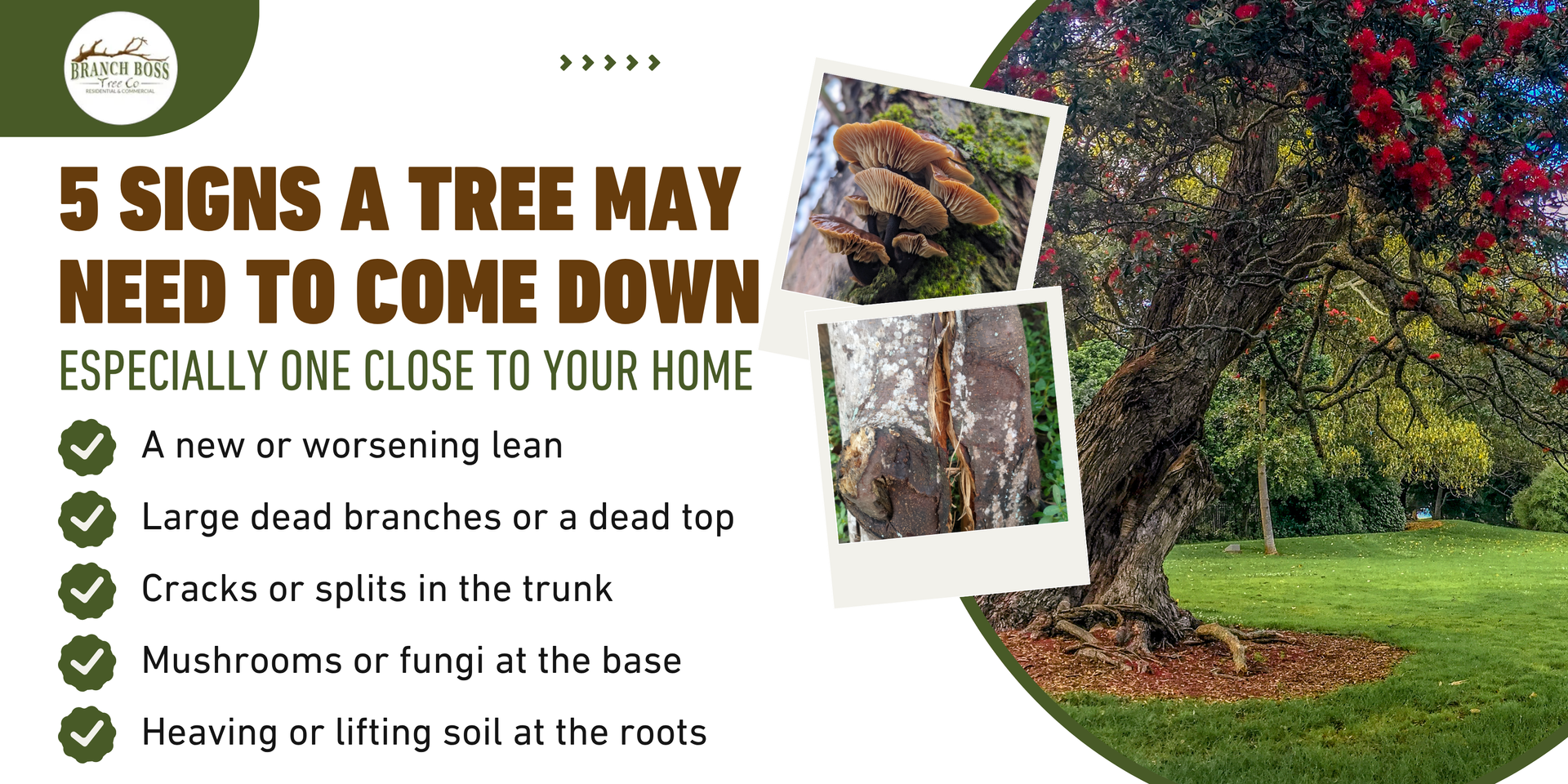 Storm-damaged tree leaning over a tiled roof, with text on safe steps for tree cleanup.