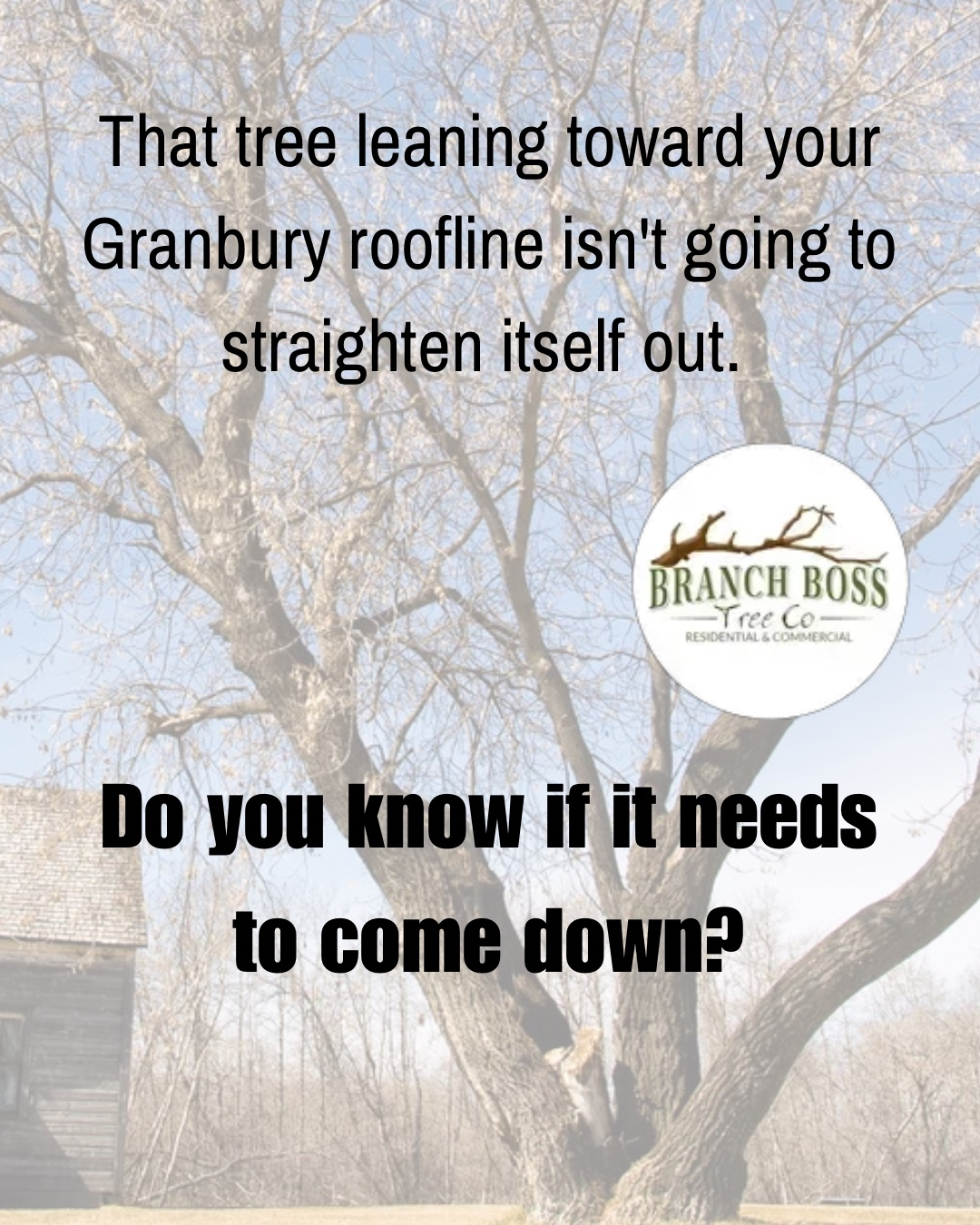 Tree removal Granbury TX Branch Boss Tree Co Hood County certified arborist lakeside terrain Tree removal Granbury TX Branch Boss Tree Co Hood County certified arborist lakeside terrain