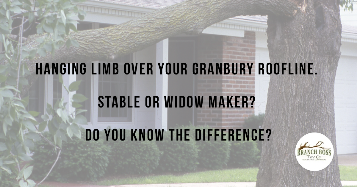 Storm damage tree cleanup Granbury TX Branch Boss emergency tree service Hood County North Texas Storm damage tree cleanup Granbury TX Branch Boss emergency tree service Hood County North Texas