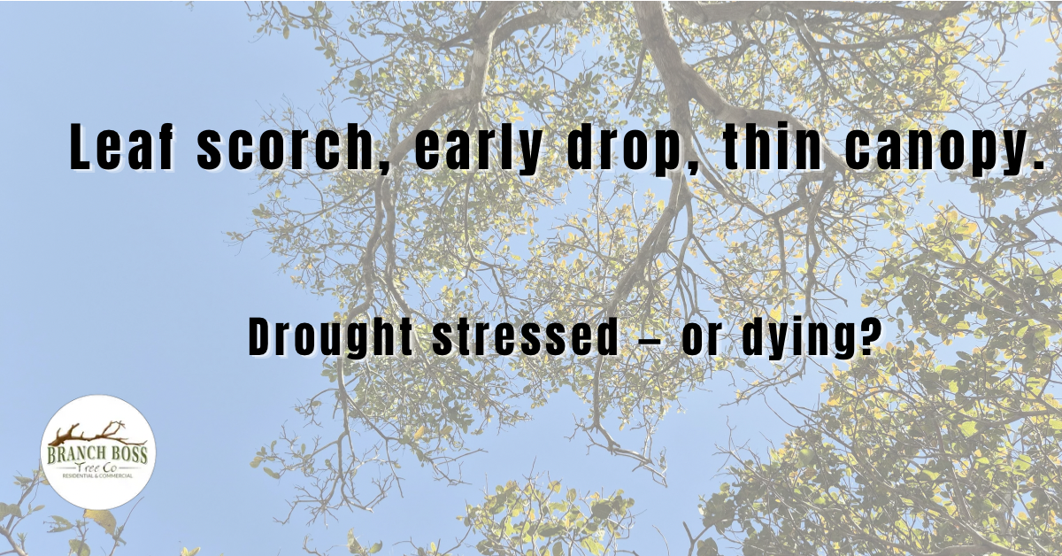 Heat stressed trees North Texas Branch Boss Cleburne Burleson summer drought leaf scorch