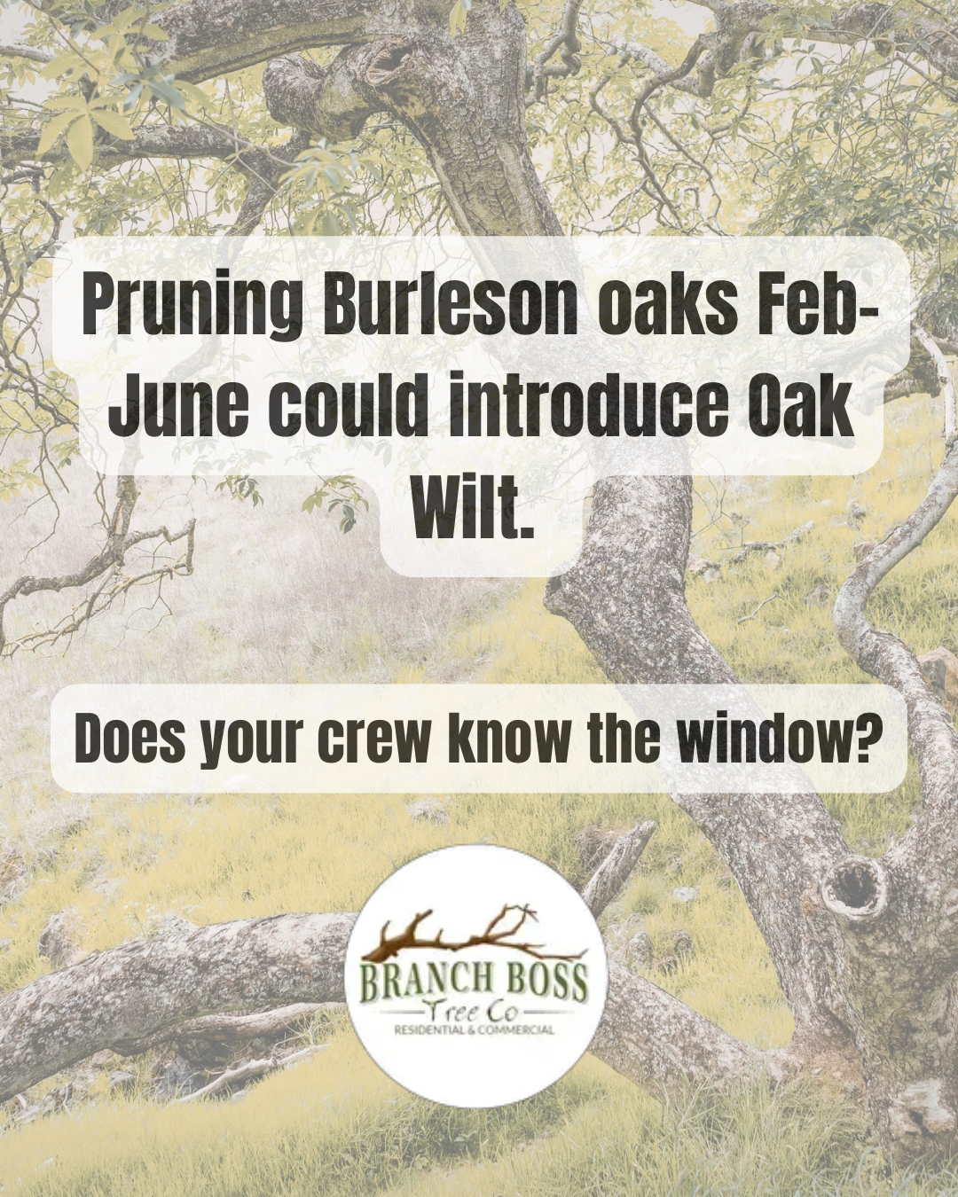 Tree trimming Burleson TX Branch Boss certified arborist North Texas Oak Wilt Johnson County