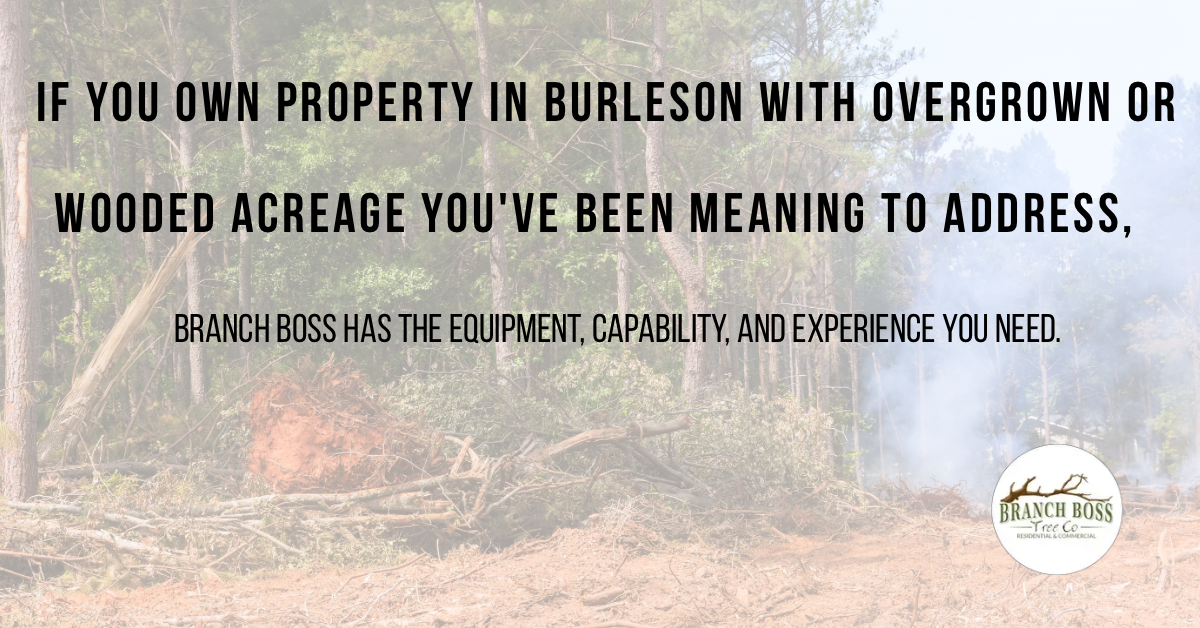 Land clearing Cleburne TX Branch Boss Tree Co Johnson County brush clearing forestry mulching Land clearing Cleburne TX Branch Boss Tree Co Johnson County brush clearing forestry mulching