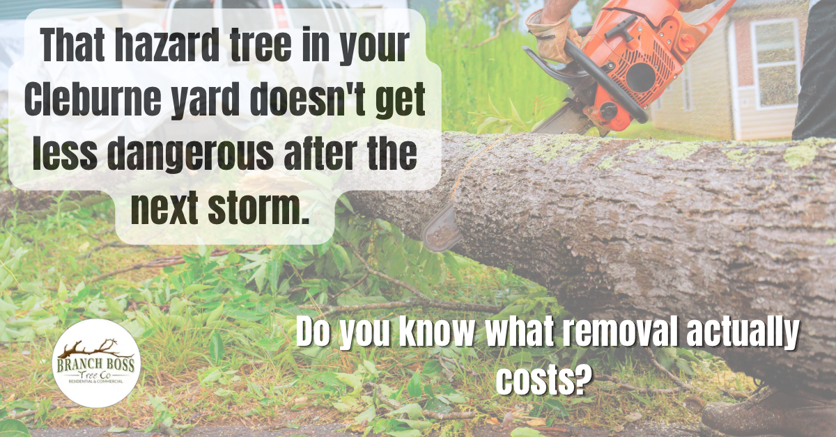 Tree removal Cleburne TX Branch Boss certified arborist North Texas Burleson Johnson County Tree removal Cleburne TX Branch Boss certified arborist North Texas Burleson Johnson County