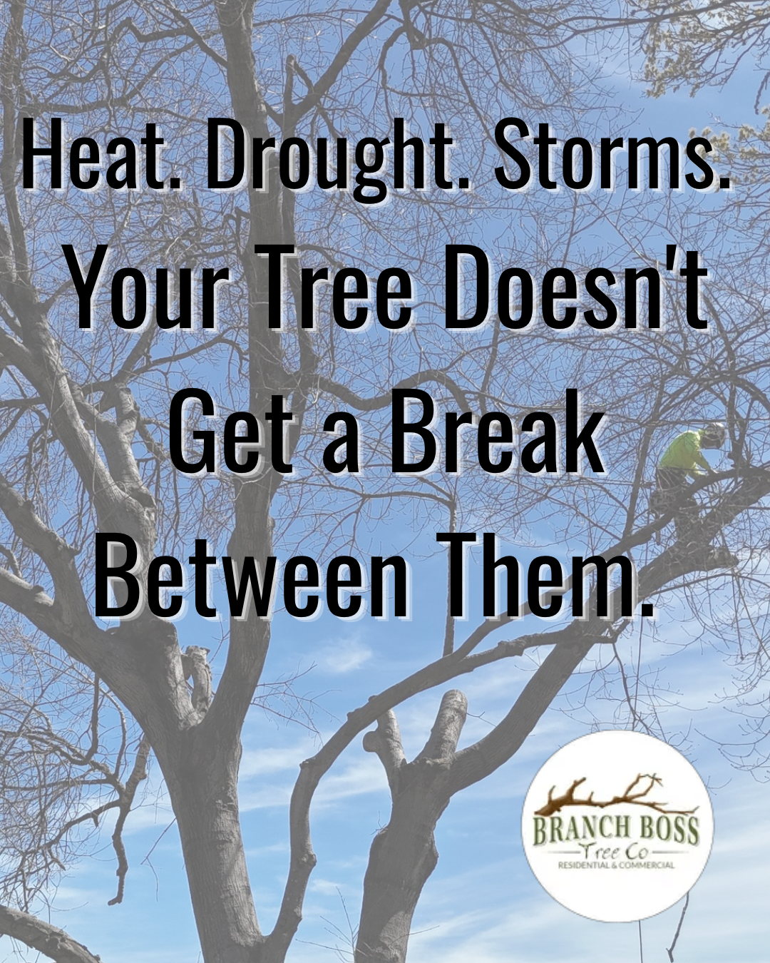Bare trees against blue sky with text: “Heat. Drought. Storms. Your Tree Doesn’t Get a Break Between Them.”