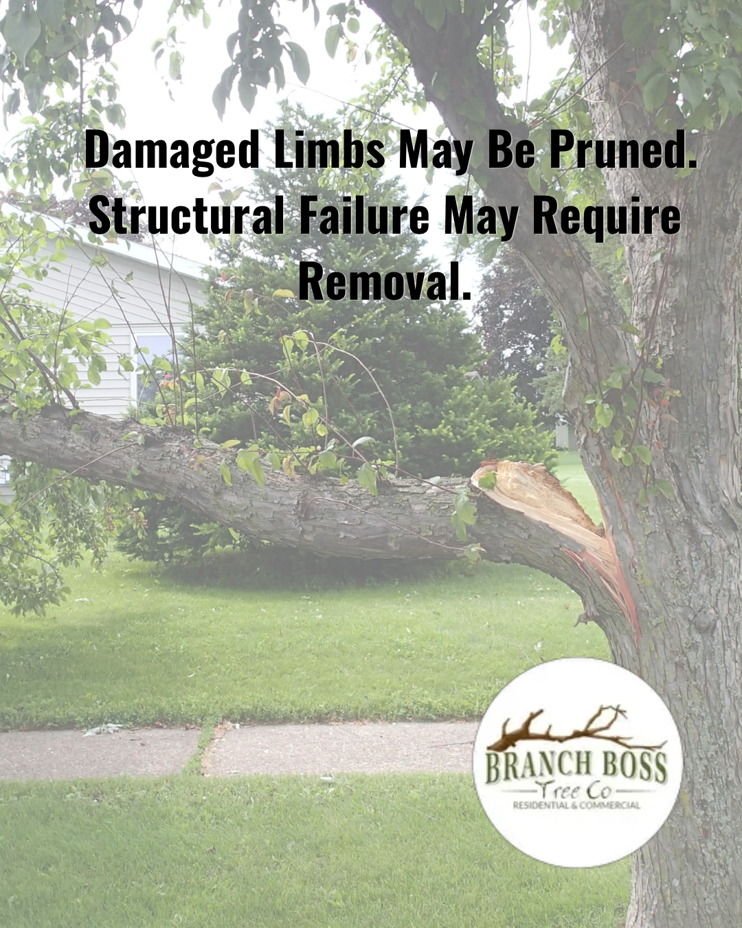 Tree with damaged limb over lawn; text says damaged limbs may be pruned and structural failure may require removal.