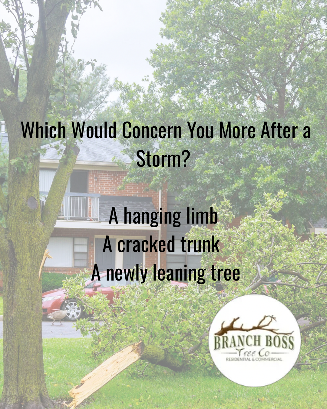 Storm safety ad with text about a hanging limb, cracked trunk, and newly leaning tree by a fallen branch