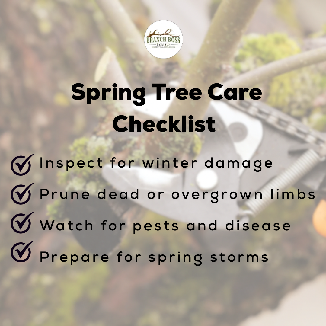 Spring tree care checklist: Inspect for damage, prune limbs, watch for pests, and prepare for storms. Spring tree care checklist: Inspect for damage, prune limbs, watch for pests, and prepare for storms.