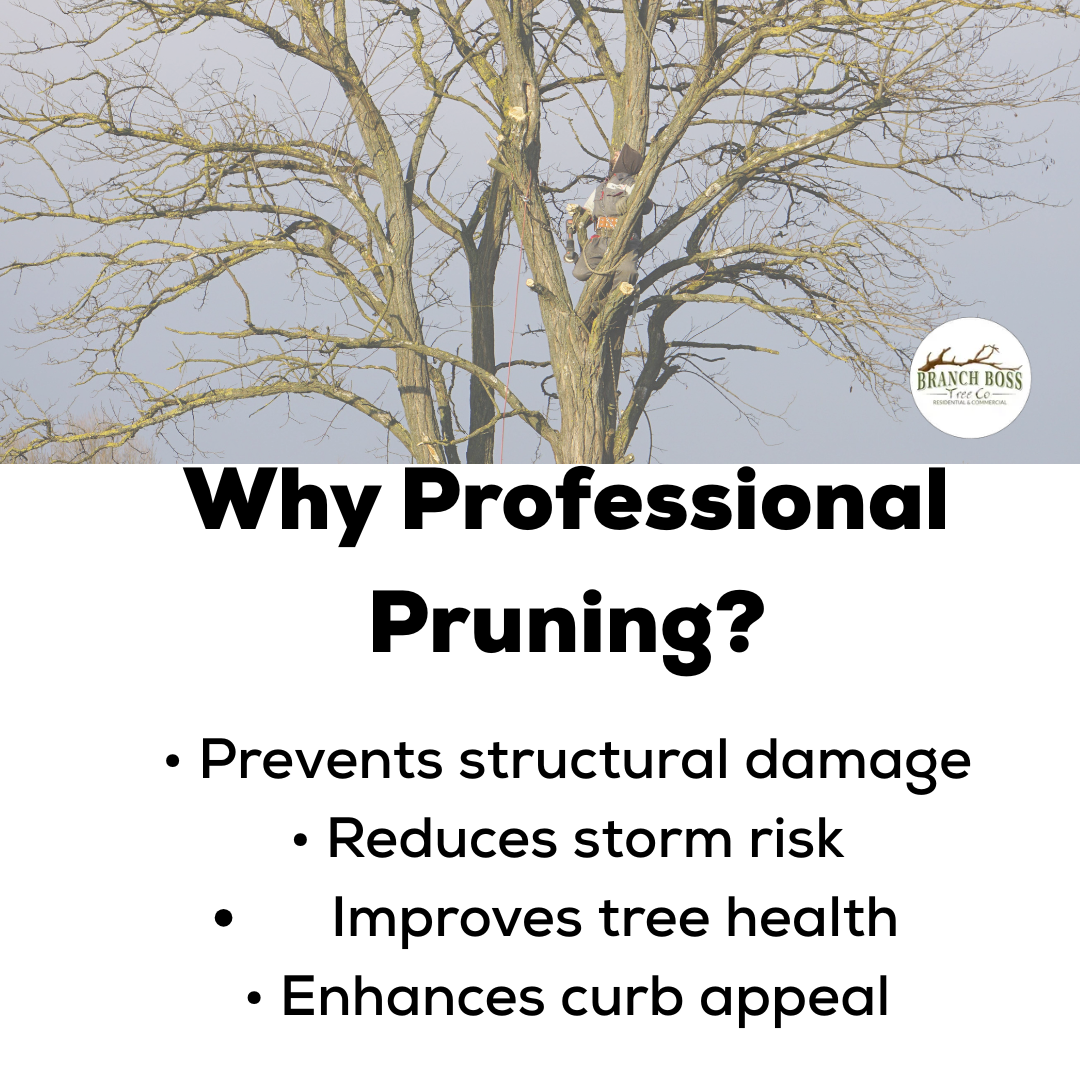 Professional pruning services are explained: Prevents damage, reduces storm risk, improves health, and enhances appeal. Professional pruning services are explained: Prevents damage, reduces storm risk, improves health, and enhances appeal.