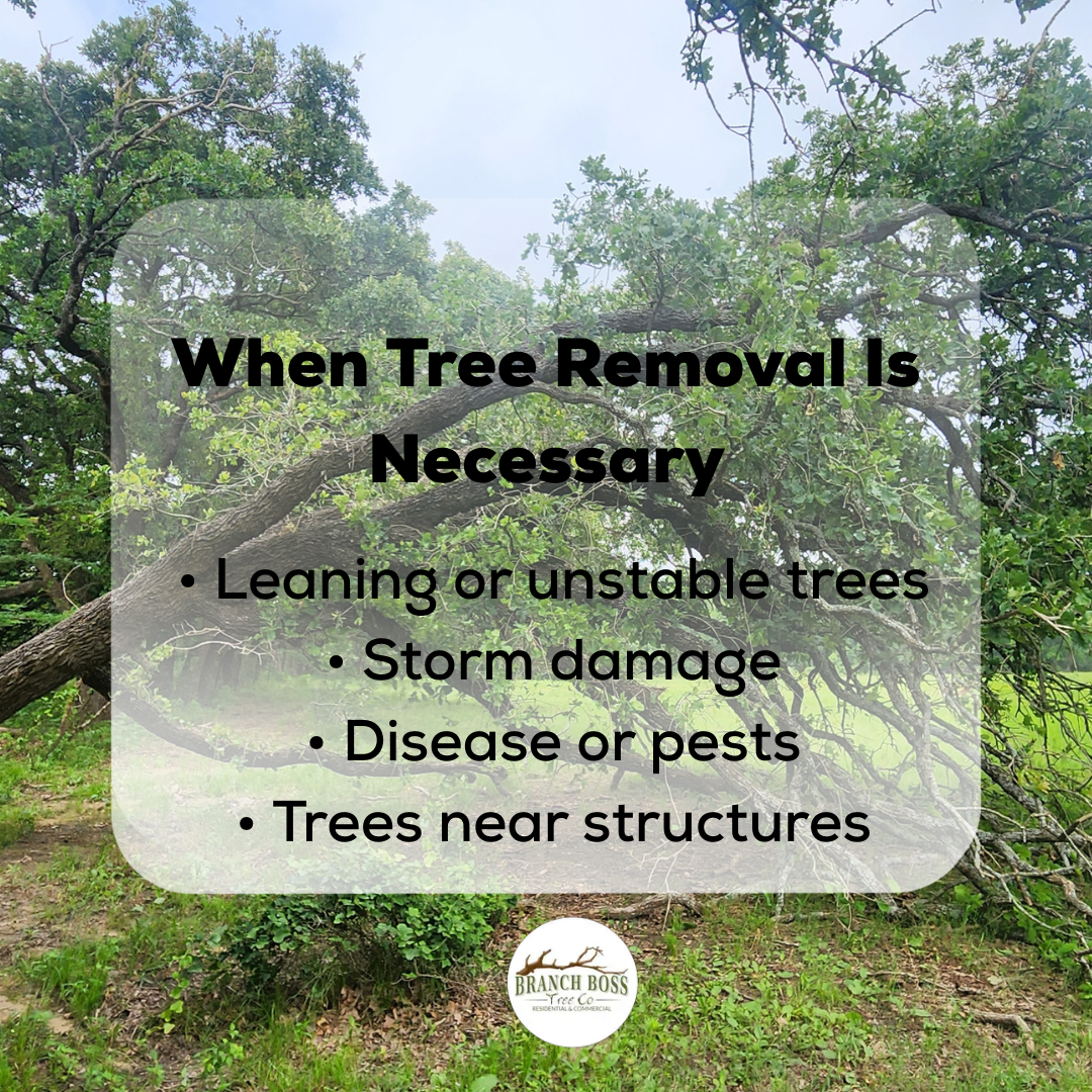 Fallen tree in a natural setting, with text listing reasons for tree removal: leaning trees, storm damage, pests, and near structures.