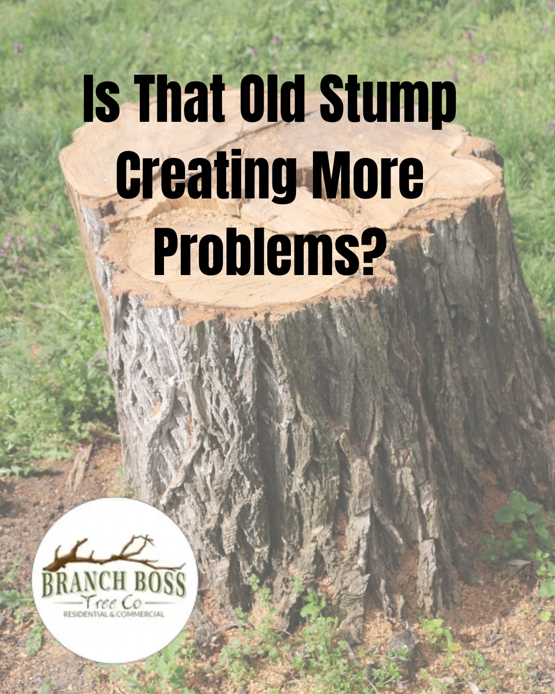 Old tree stump in a grassy yard with text: “Is That Old Stump Creating More Problems?”