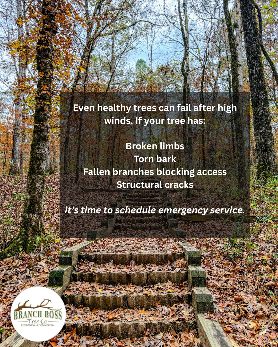 Autumn forest scene with wooden stairs. Text lists tree damage signs; recommends emergency service.