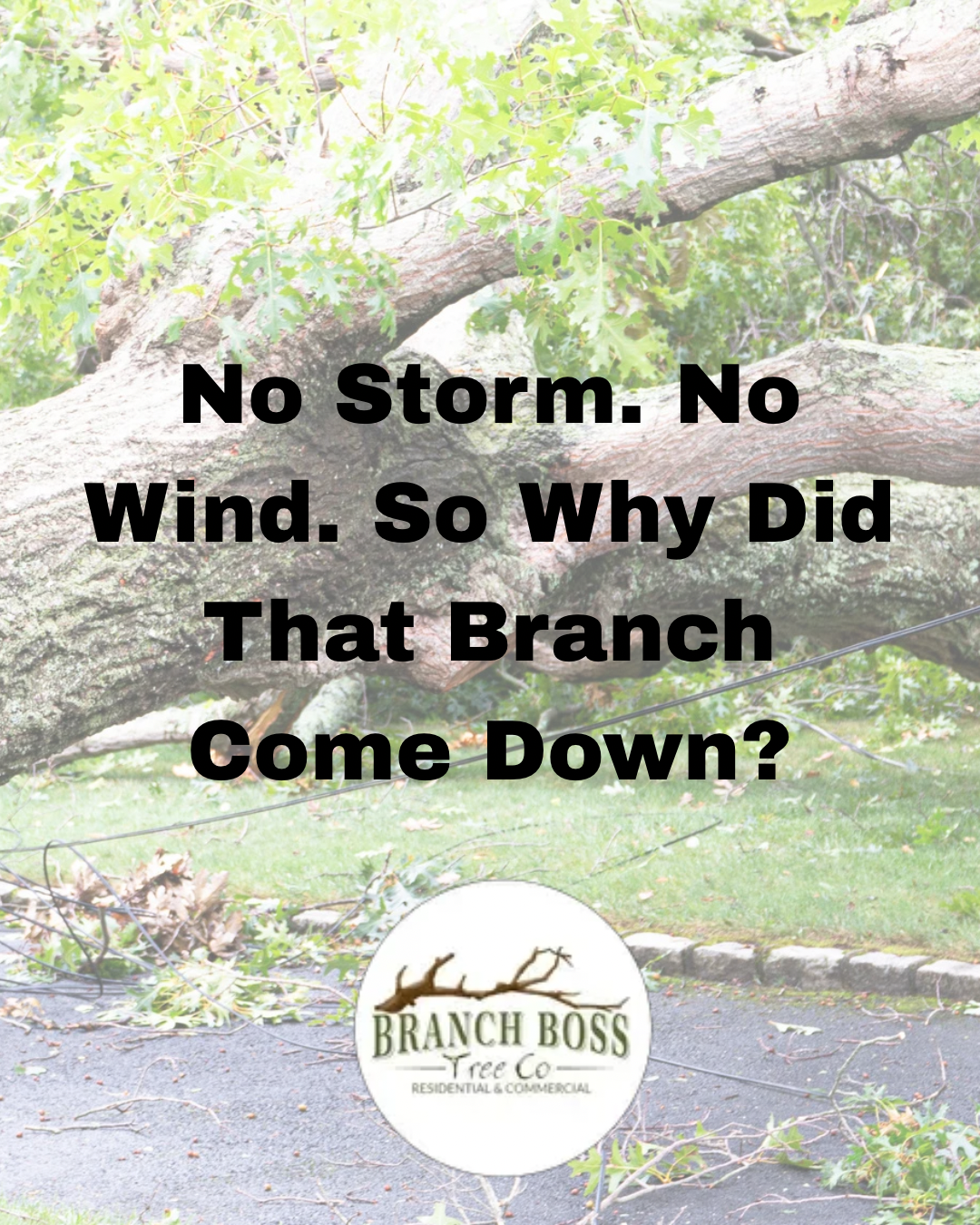 Text over a fallen tree branch: “No Storm. No Wind. So Why Did That Branch Come Down?”