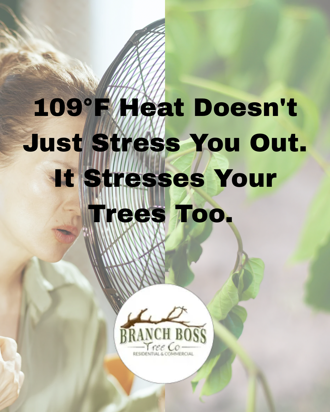 109°F heat stress graphic with a woman, fan, and potted plant; Branch Boss Tree Co. logo