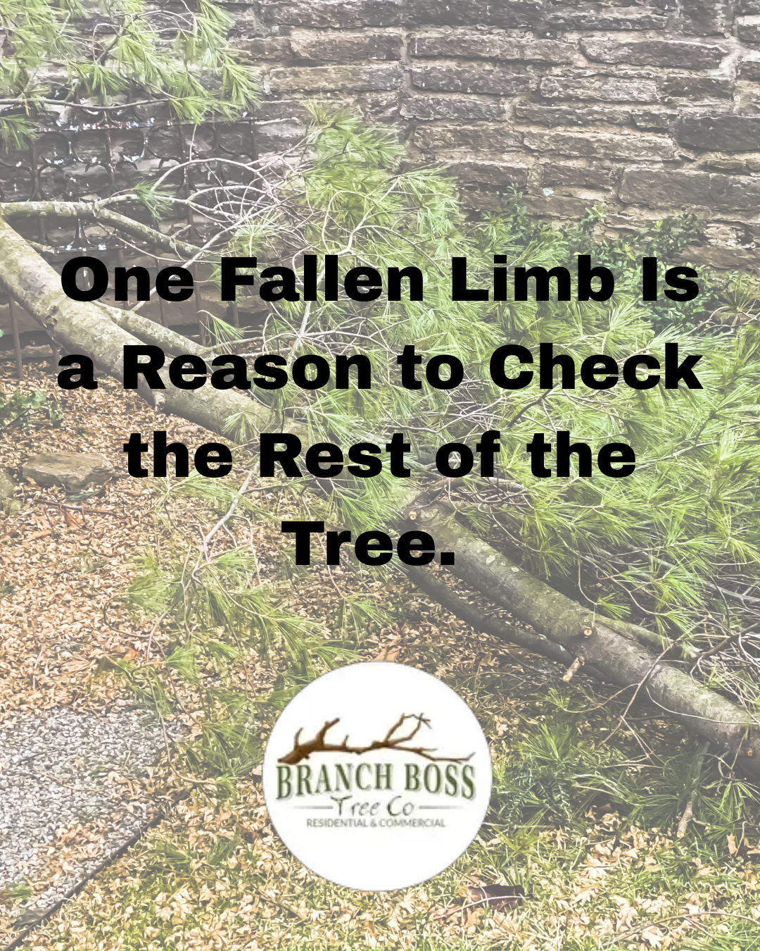 Storm-damaged tree with text: “One fallen limb is a reason to check the rest of the tree.”