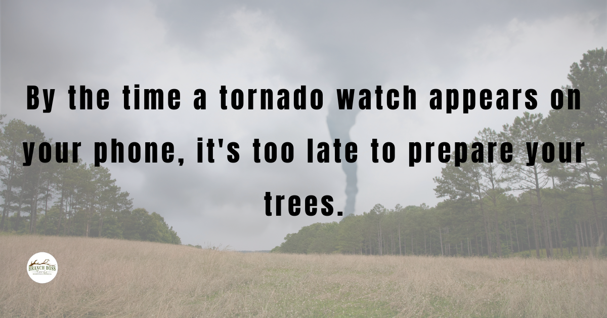 Storm season tree prep Cleburne Burleson TX Branch Boss tree service Storm season tree prep Cleburne Burleson TX Branch Boss tree service