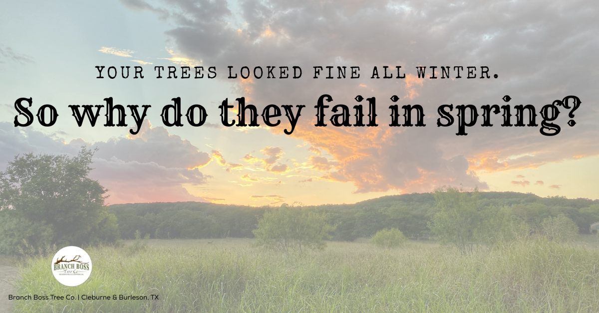 Spring tree stress North Texas Branch Boss tree assessment Granbury Burleson TX Spring tree stress North Texas Branch Boss tree assessment Granbury Burleson TX