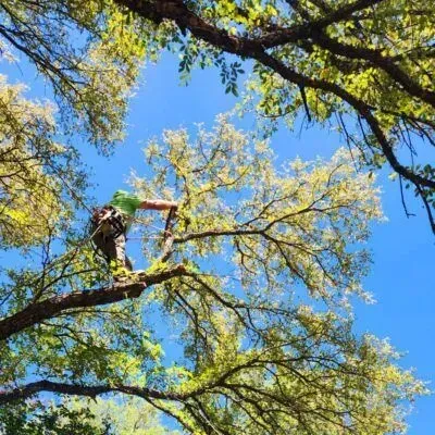 Arborist trimming tree branches against a bright blue sky.