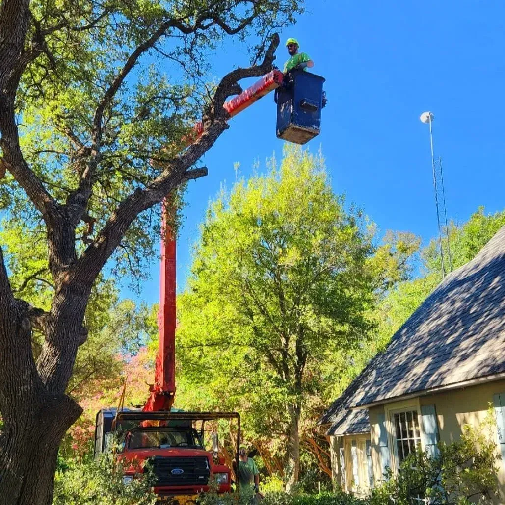 Person in lift bucket trimming tree branches; red truck, blue sky.