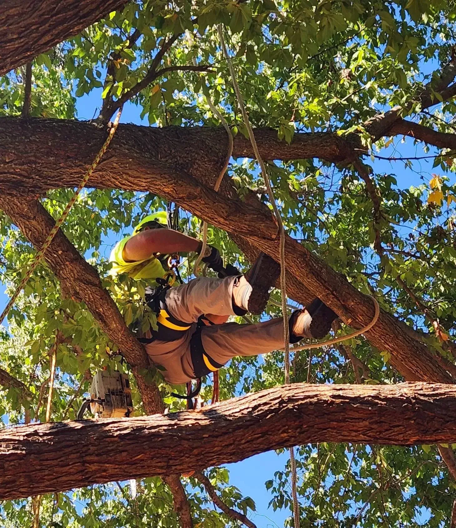 Arborist in safety gear working on tree branches with ropes and harness. Sunny, blue sky.