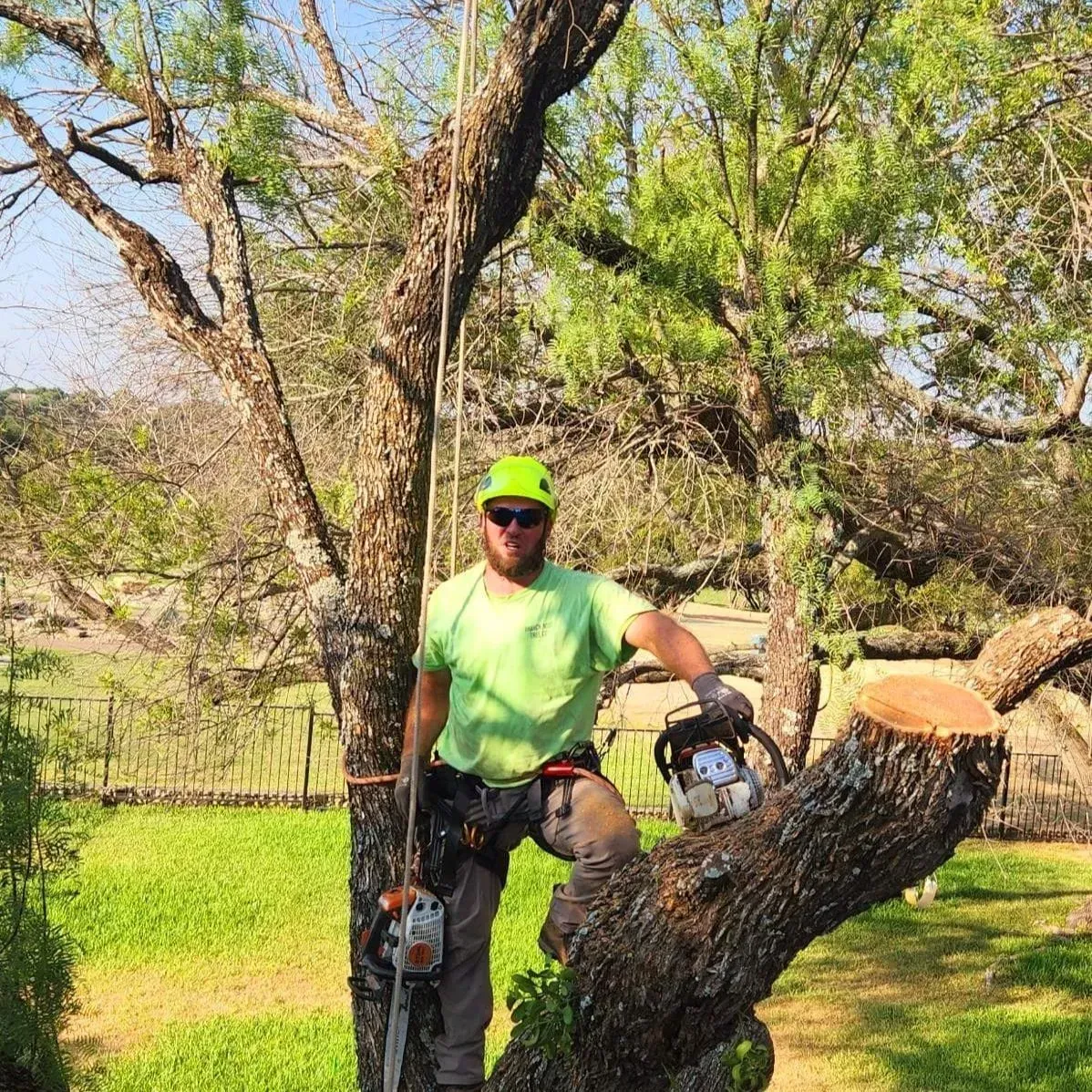 Arborist in a tree, wearing a helmet and harness, holding a chainsaw. Sunny outdoor setting with a recently cut branch.