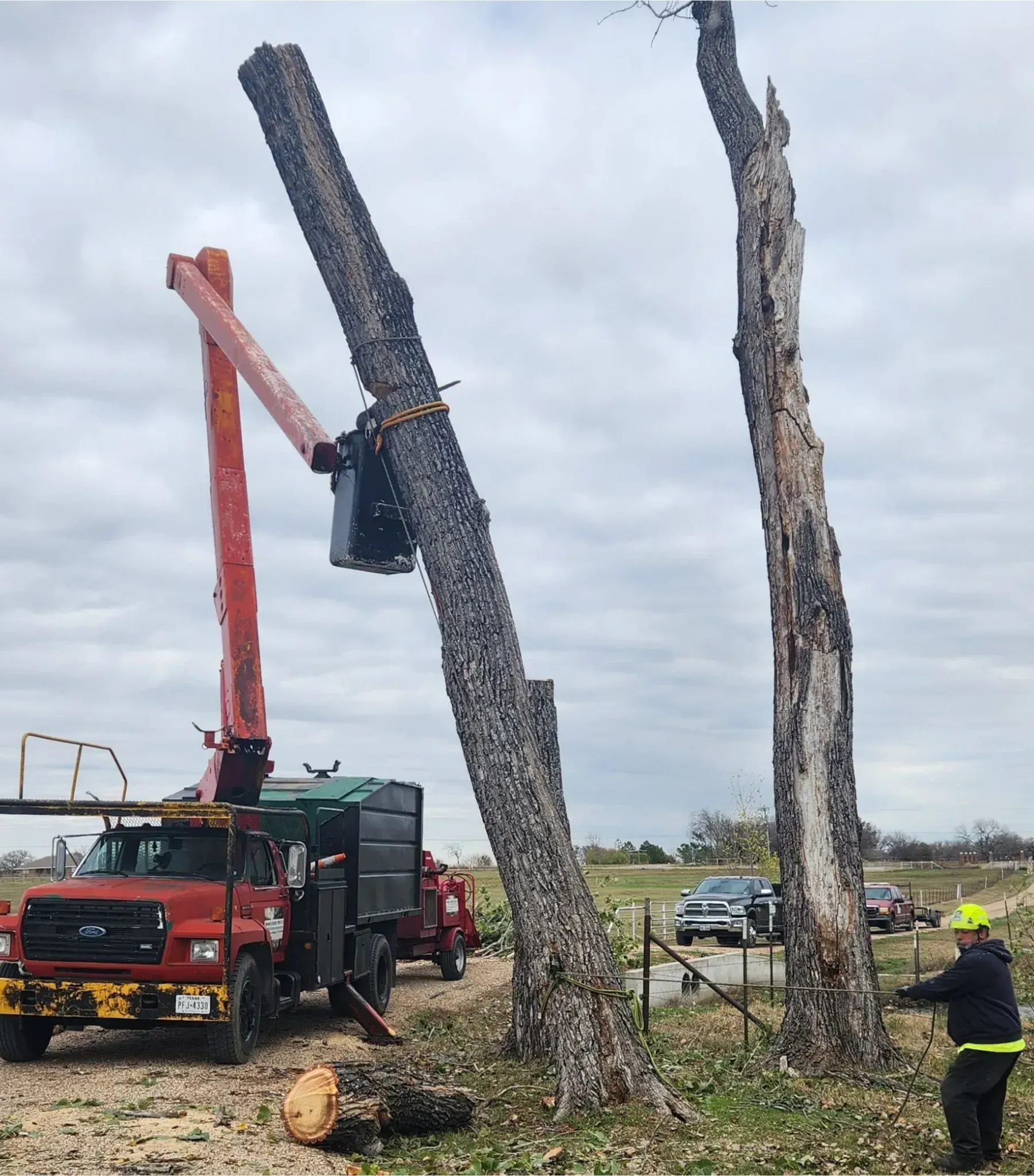 Tree removal with a truck-mounted lift. Worker in yellow helmet and a second tree. Outdoor setting.