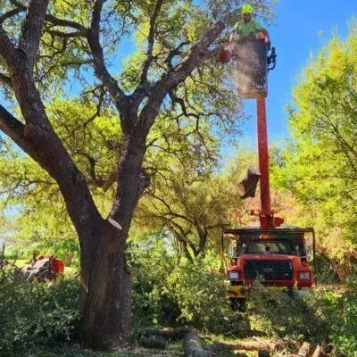 Tree trimming: A worker in a cherry picker cuts branches from a large tree.