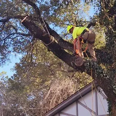 Arborist in yellow shirt cutting a tree branch with a chainsaw. House and sky in background.