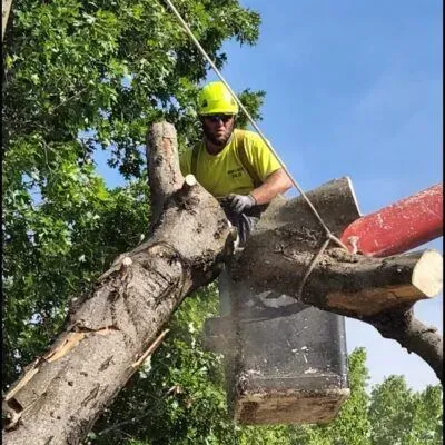 Tree worker in a neon helmet cuts a large branch from a tree using a bucket lift.